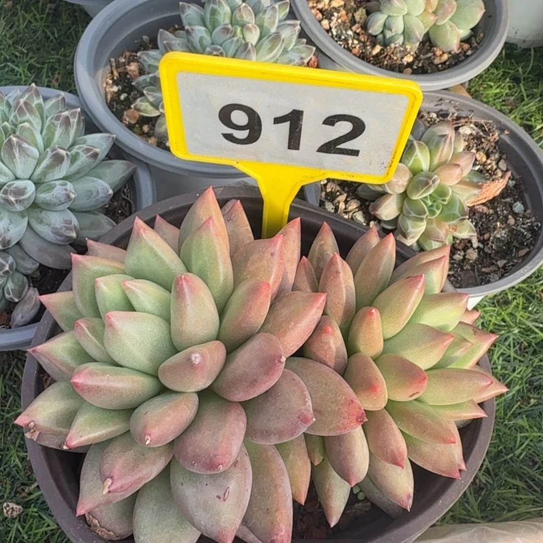 多肉植物米其林912