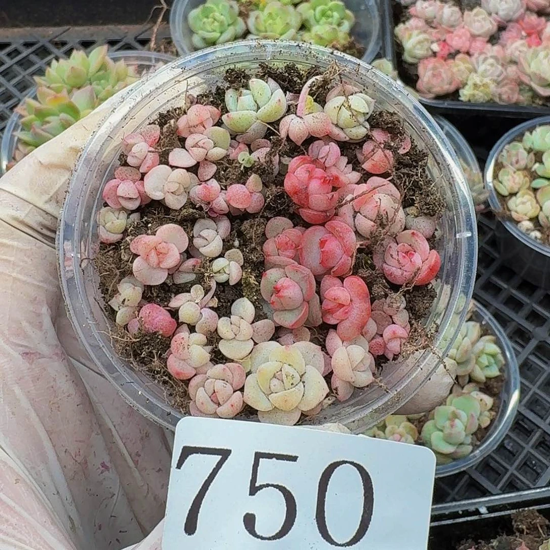 多肉植物多肉植物750