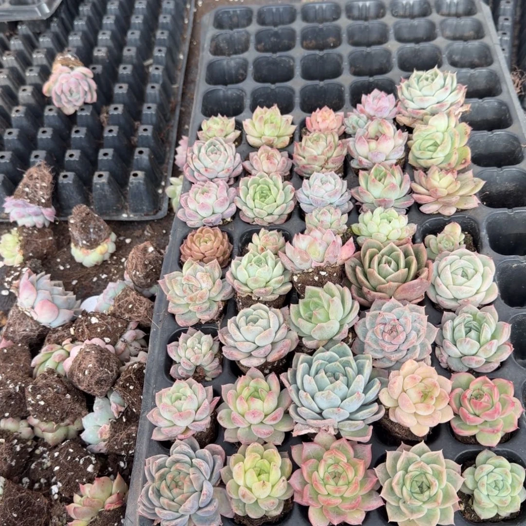 左五22/9珍妮穴盘混合三十颗加二十颗售后量拍发货