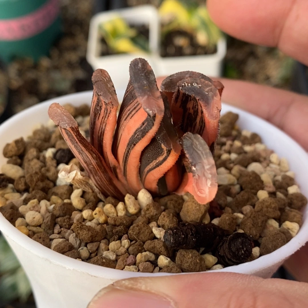 一颗实生玉扇锦 开播福利