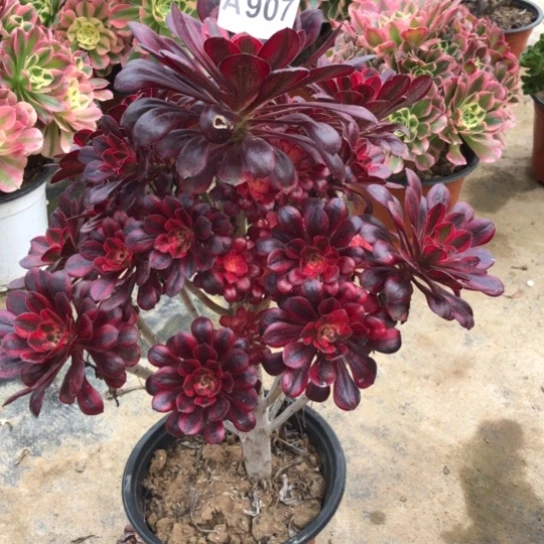 法师多肉植物小****乖法师907