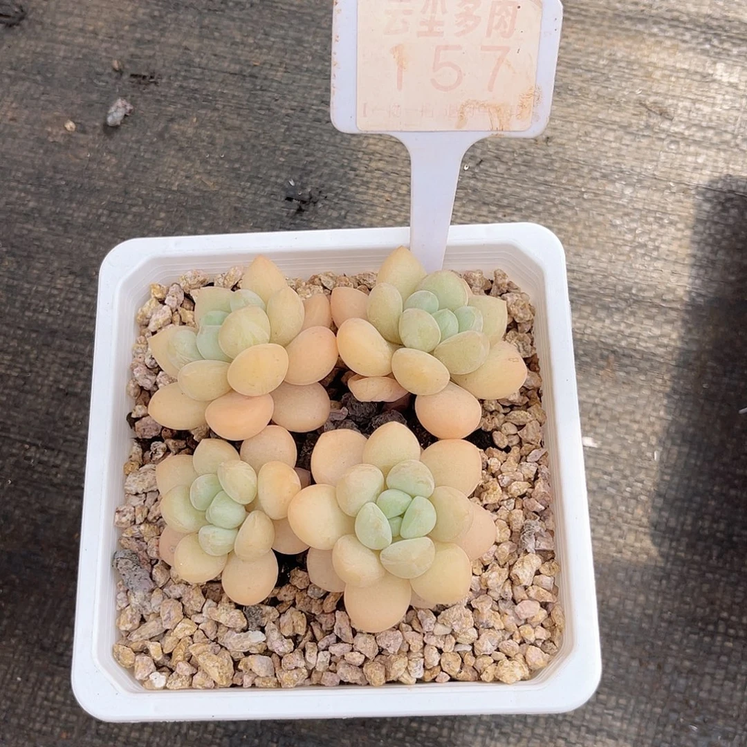 云尘多肉一物一拍157