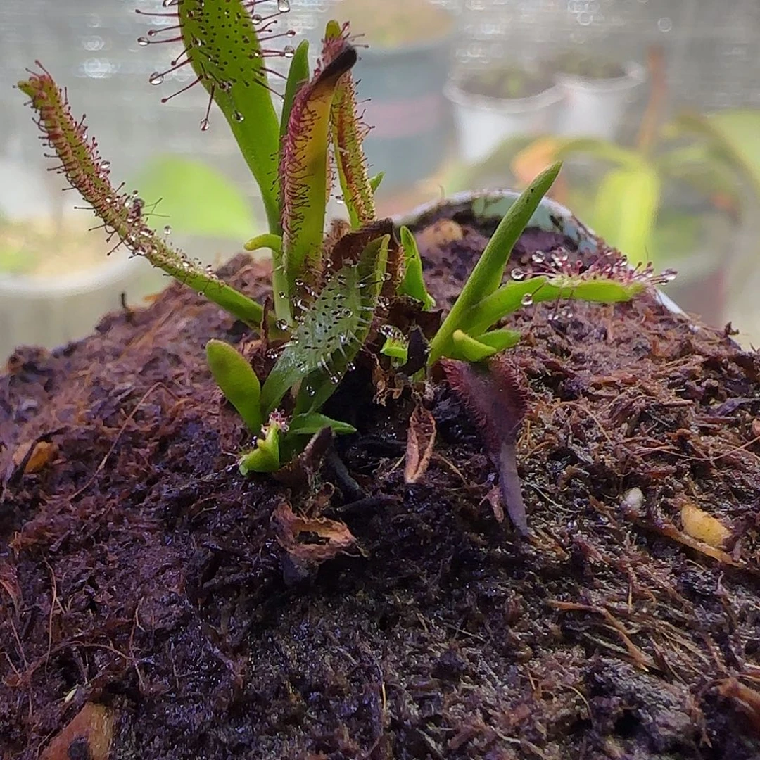 无花朵专拍墨菲特