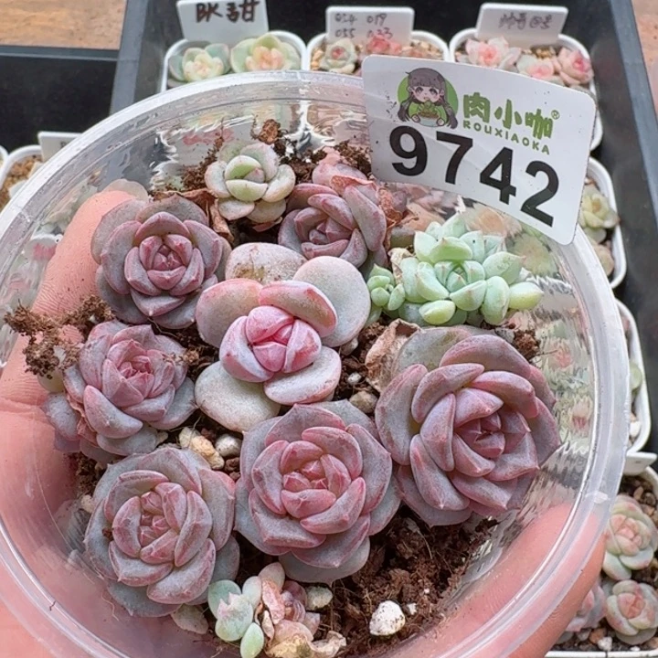 多肉植物多肉植物