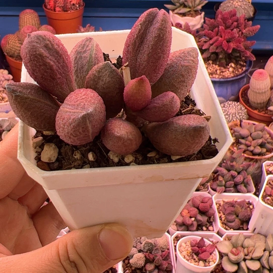 腹部。           多肉