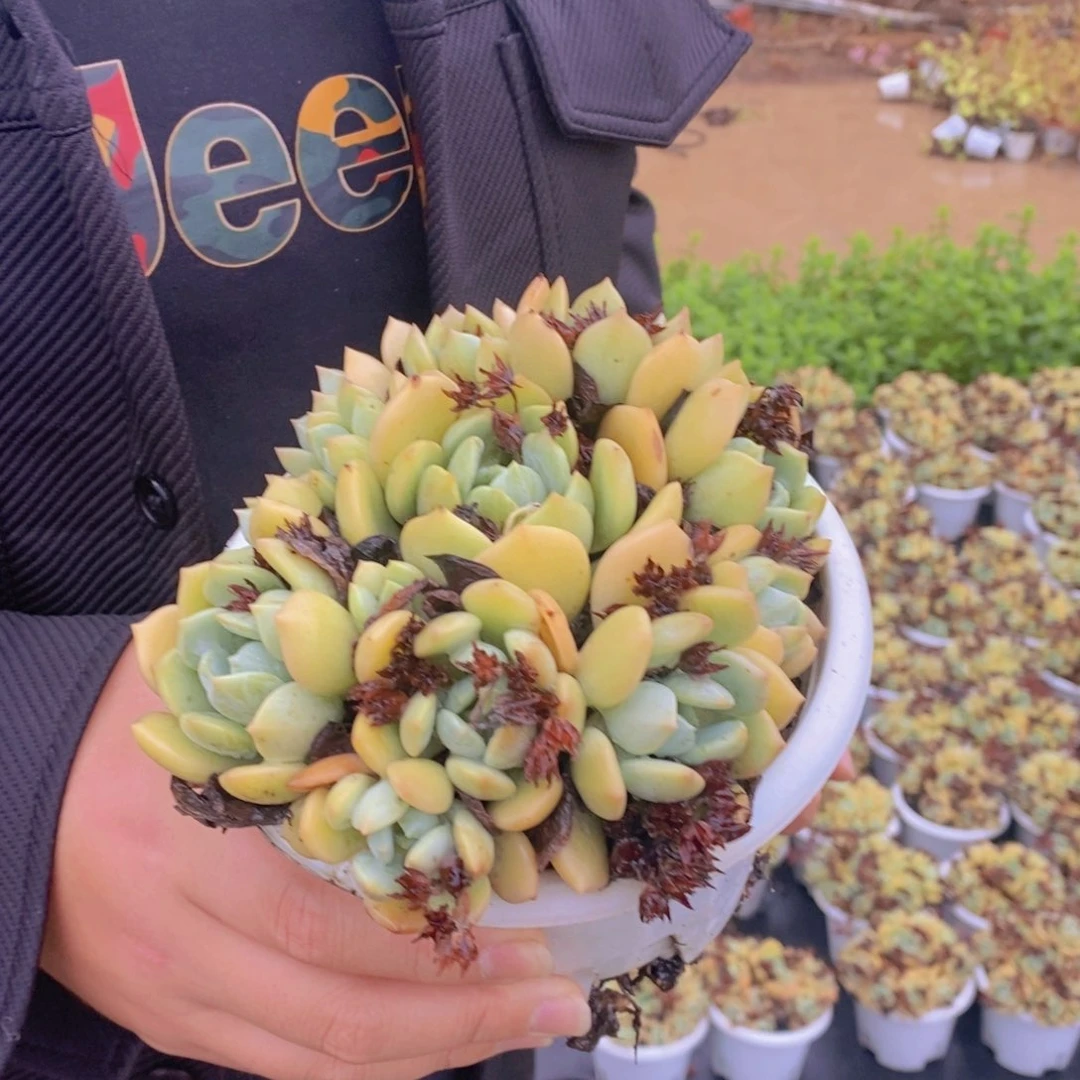 蜜桃格林整桩手捧