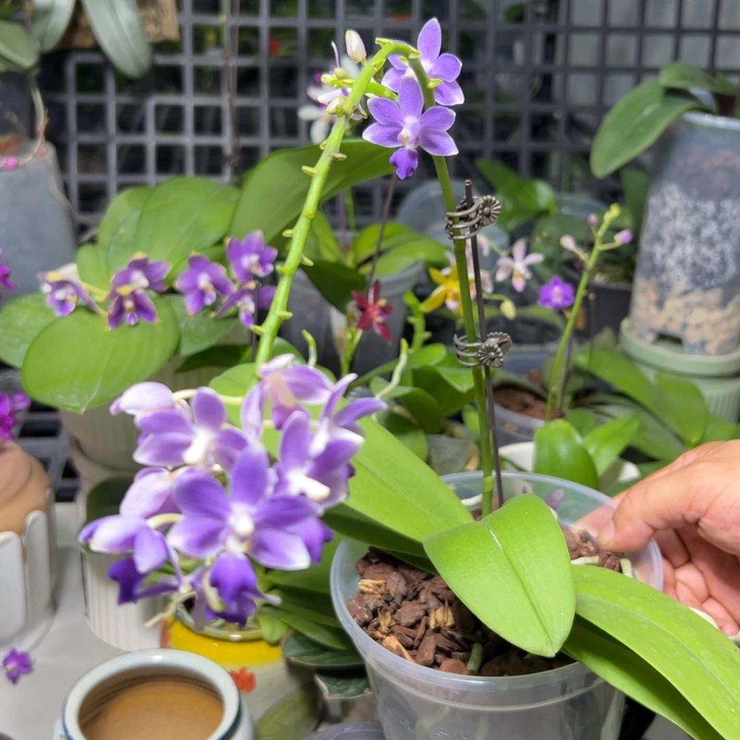 先***楼大部分开放少量花苞