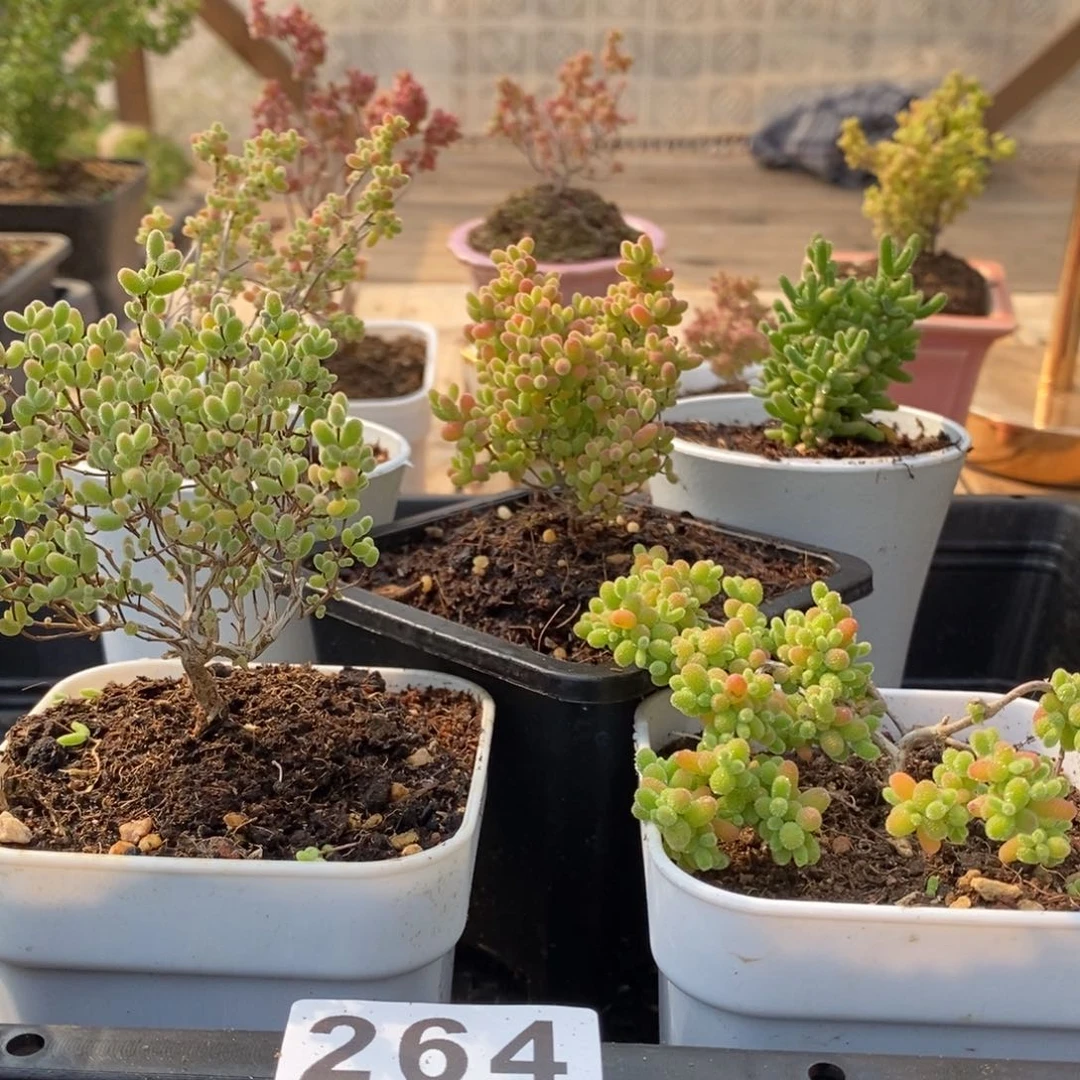 枝干蜜桔糖球来咯264