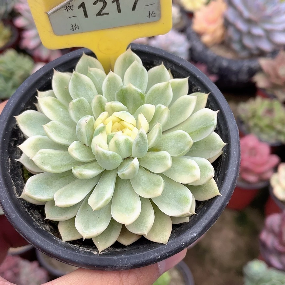 এ***࿐1217号多肉植物盆栽