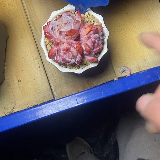 浩**贝86/////////////