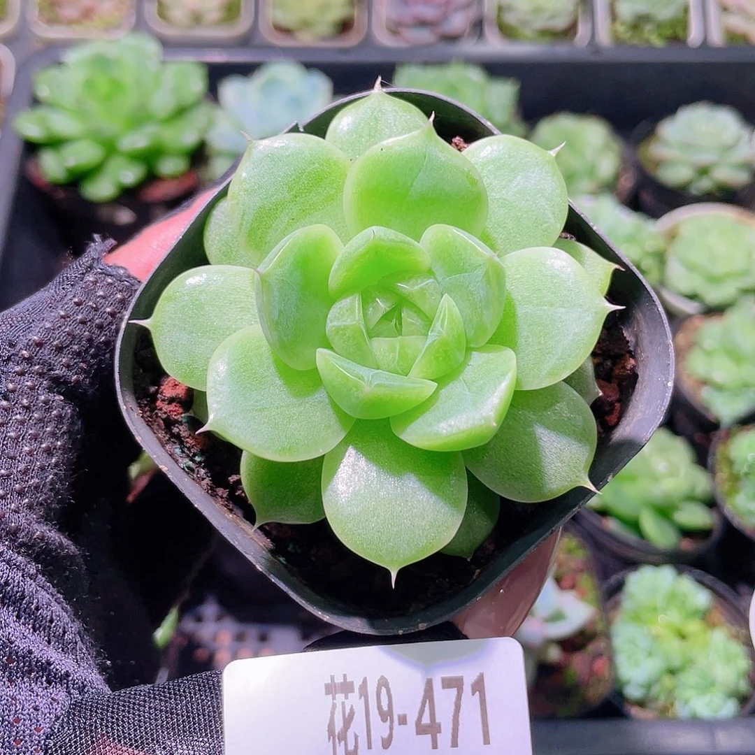 花利美19-471麦秆