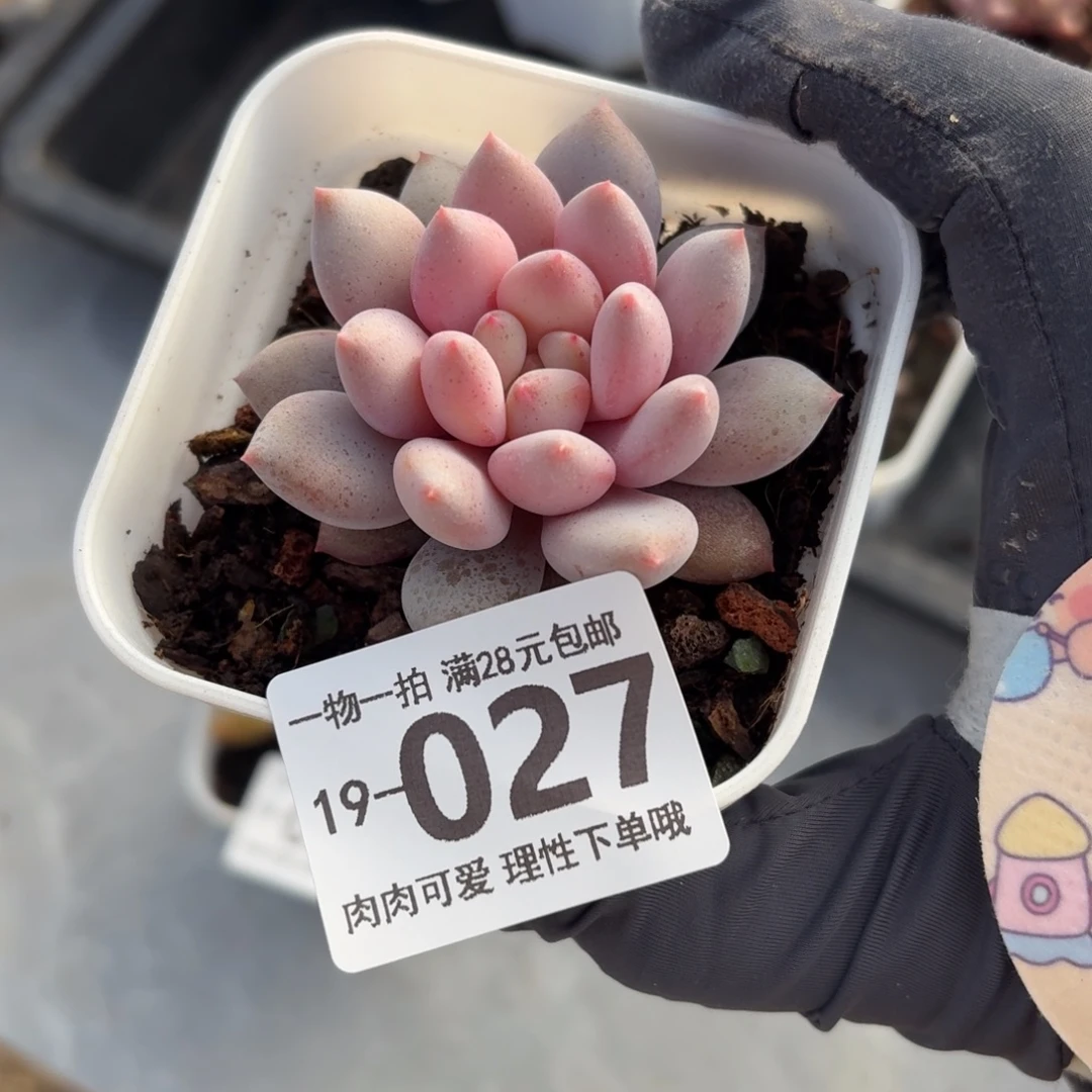 半夏无盆土发货无盆