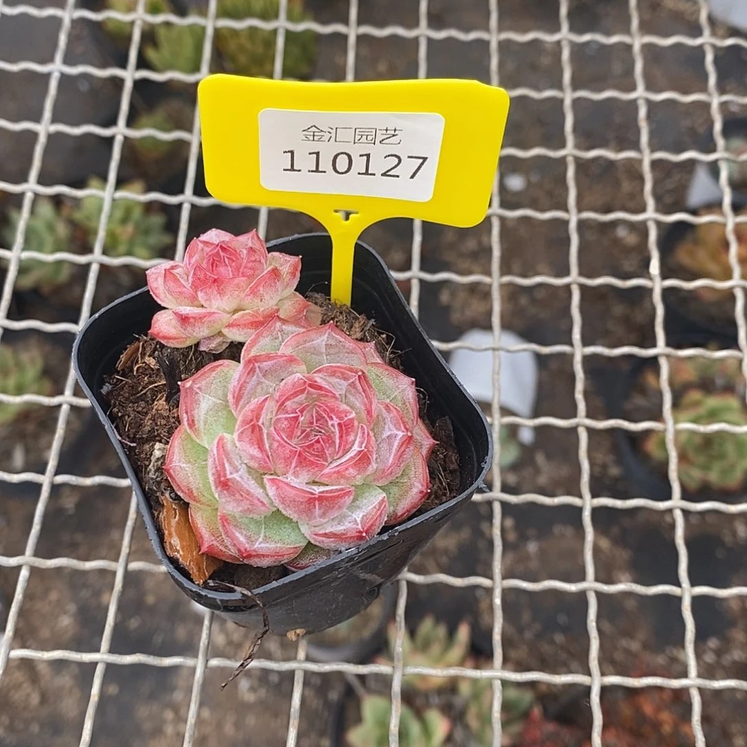 福利多多，110127