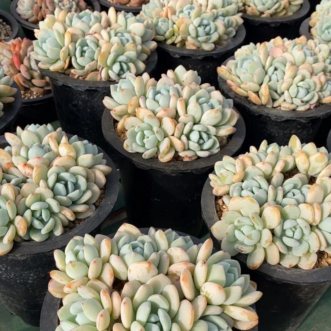 冷香自然群，123，可以挑