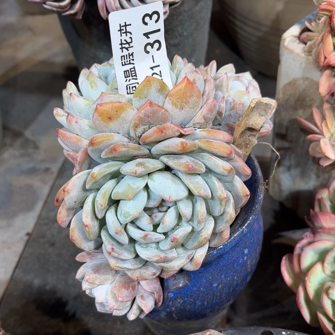 榊*同温层多肉橙子313