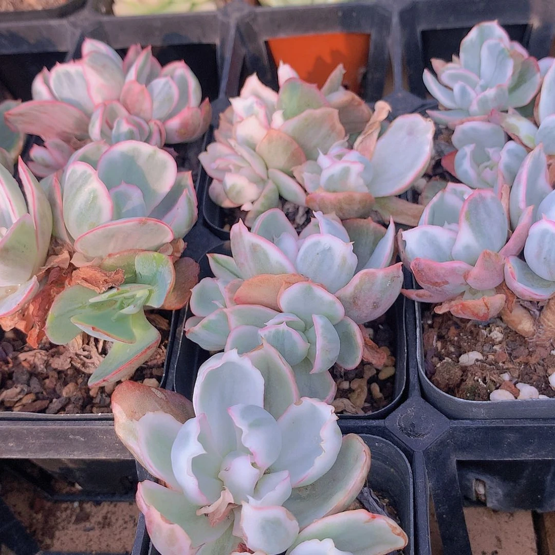 伯克利锦双头2456789999