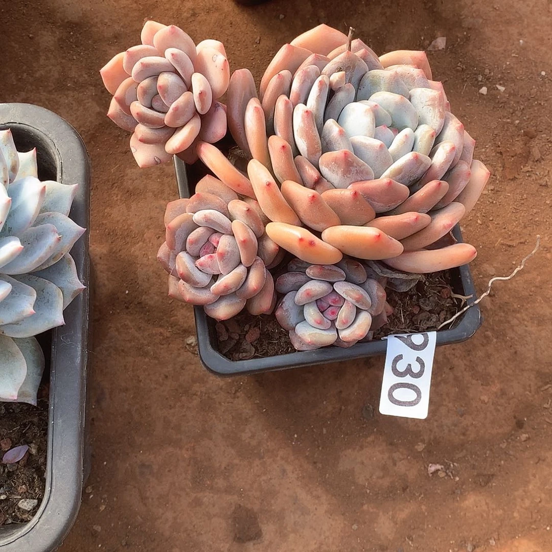 930 一物一拍多肉！