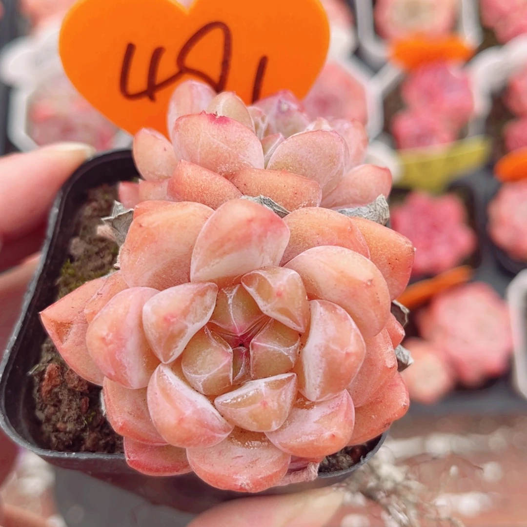 491号小老桩糖心双头