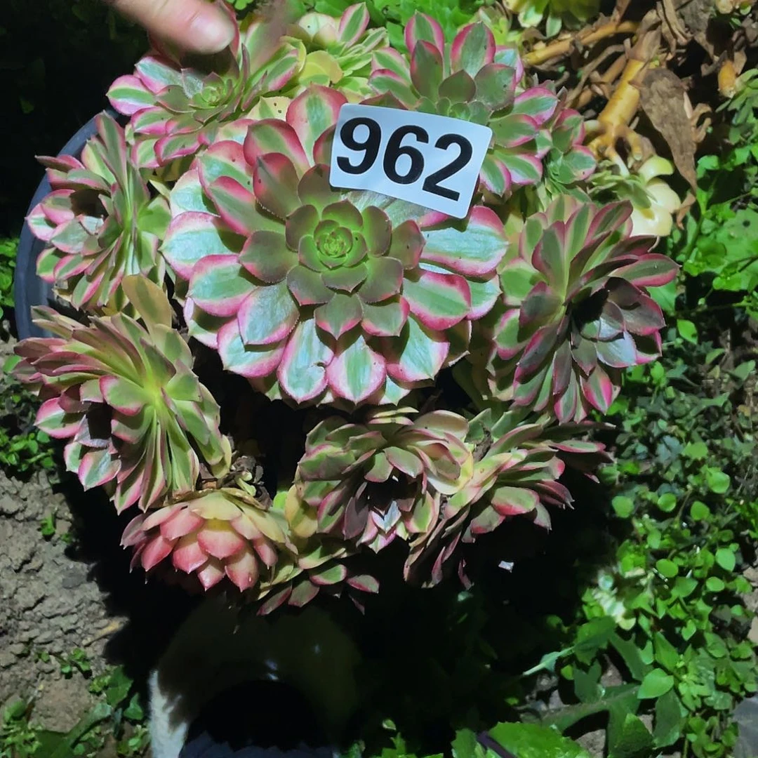 多肉法师962号雨荷发货不包损