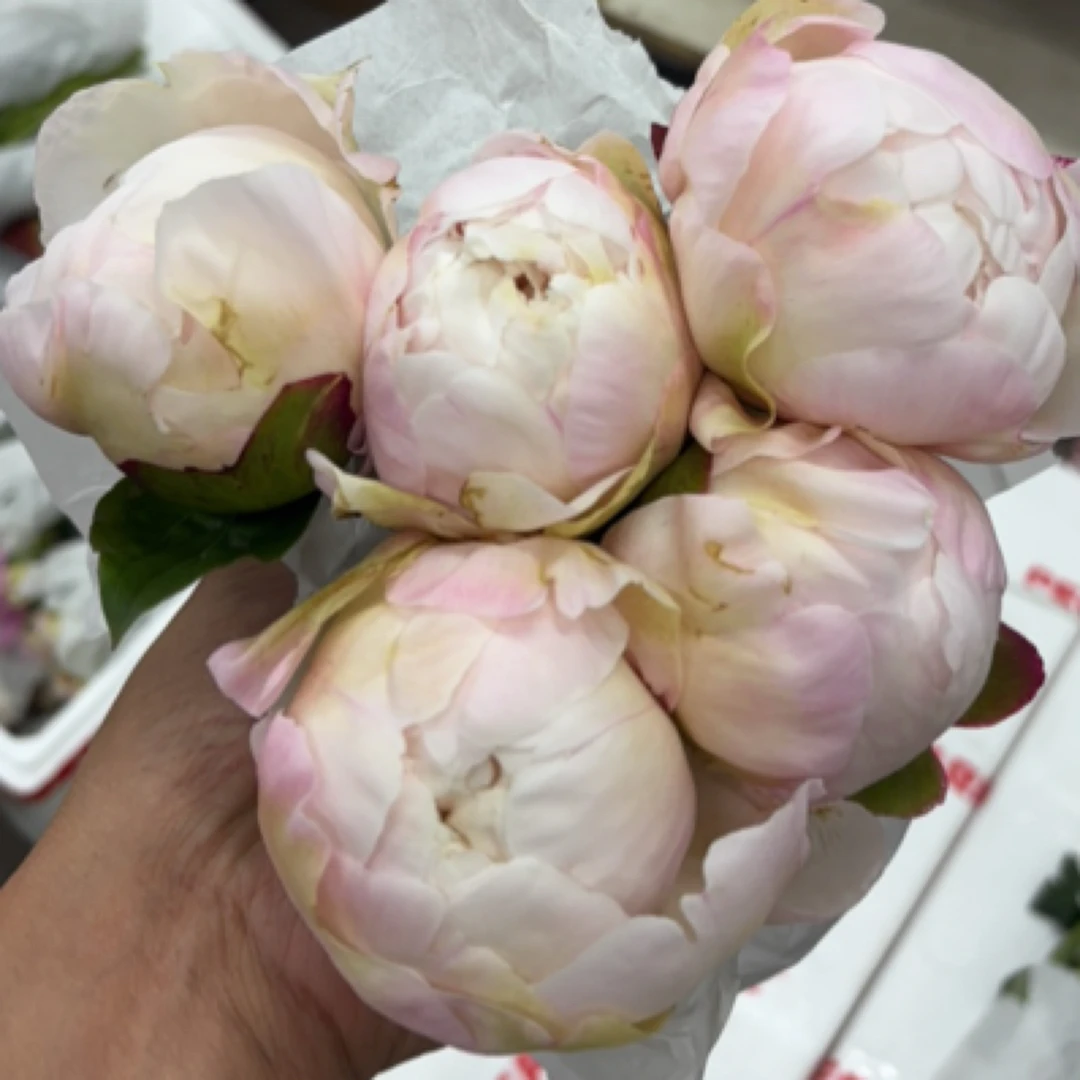 高级艺术5支、三文鱼5支、奶油碗5支，