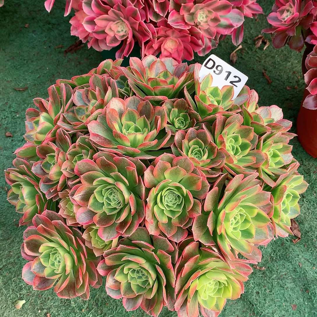 霸**姐912.奶白锦多肉植物