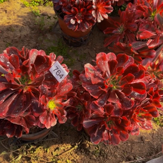 用***2美杜莎2棵4号棚764