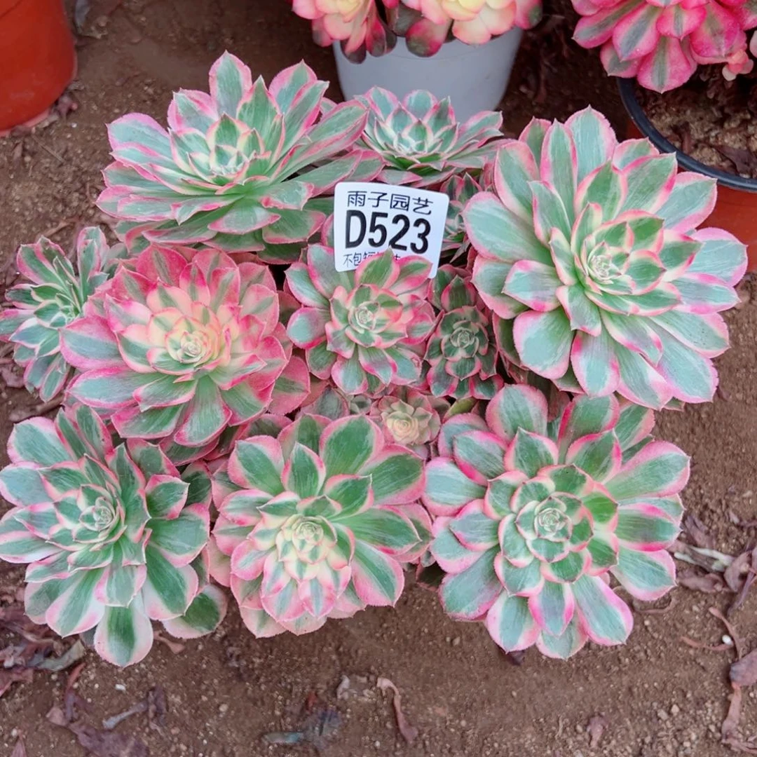 523云荷雨子多肉植物