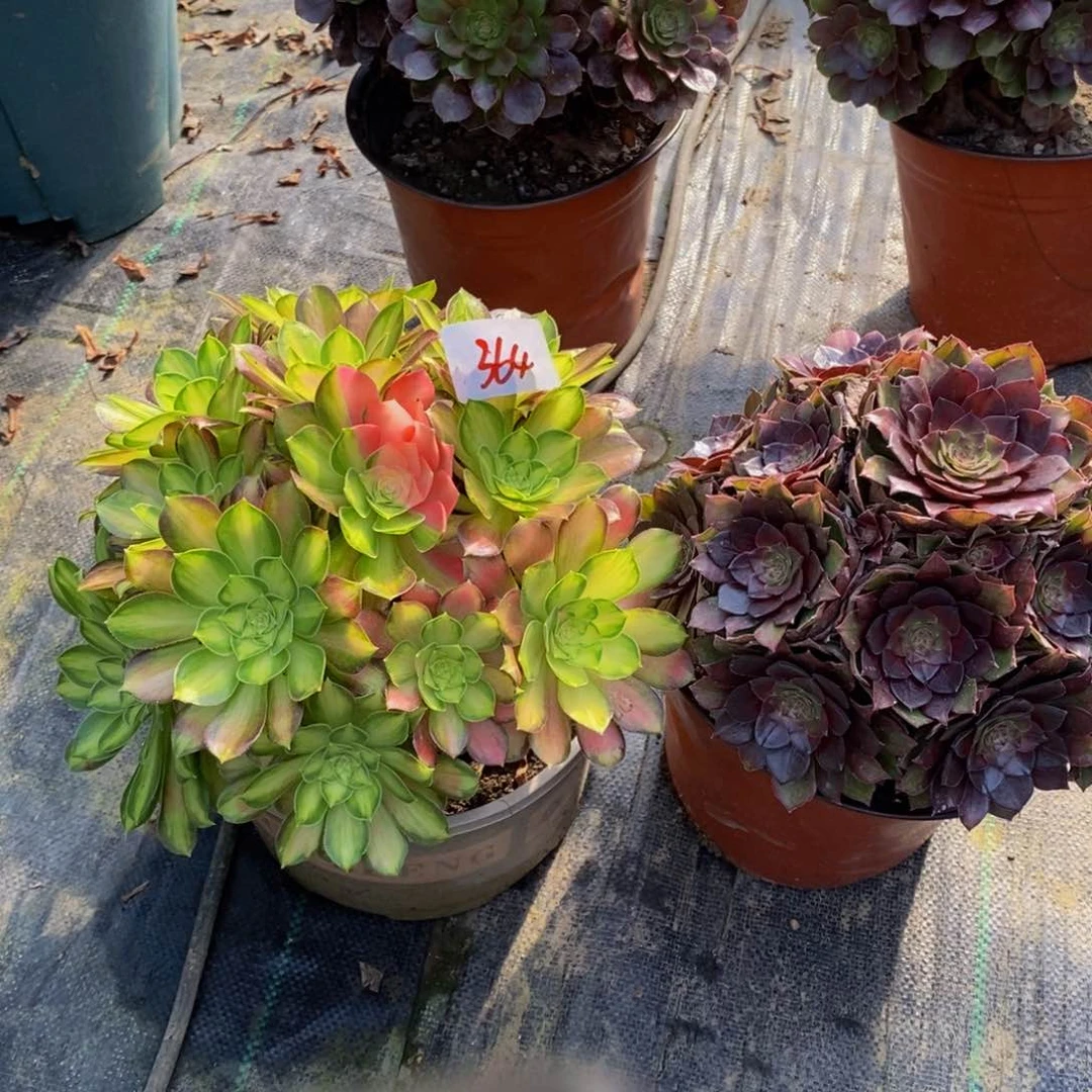 364号法师组合多肉