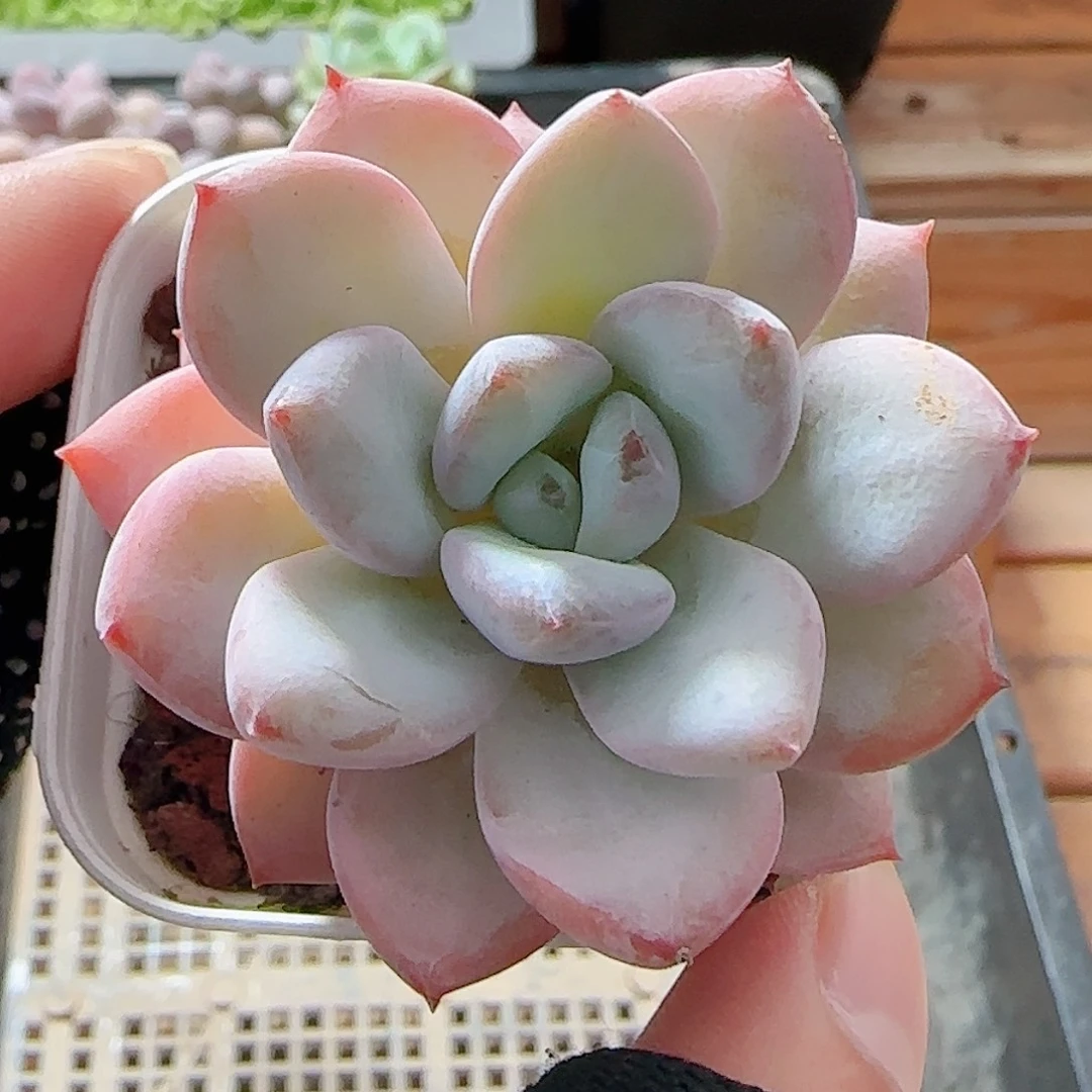 多肉0816-29星星雪