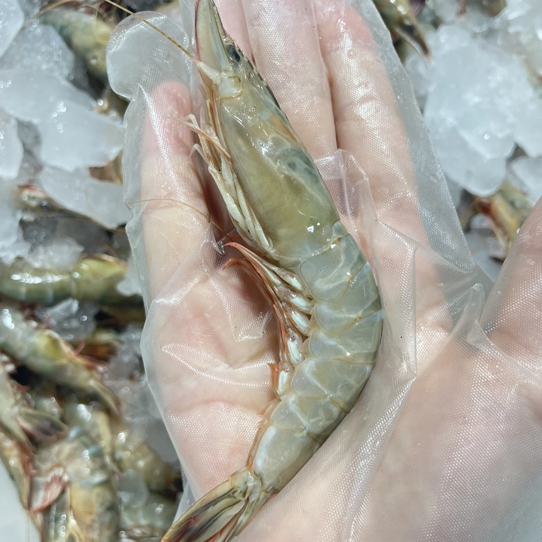 【超大滑皮虾】象山石浦东海滑皮虾剑虾条虾金钩虾鹰爪虾野生海虾