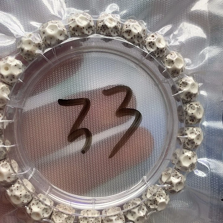 星月菩提把件星月