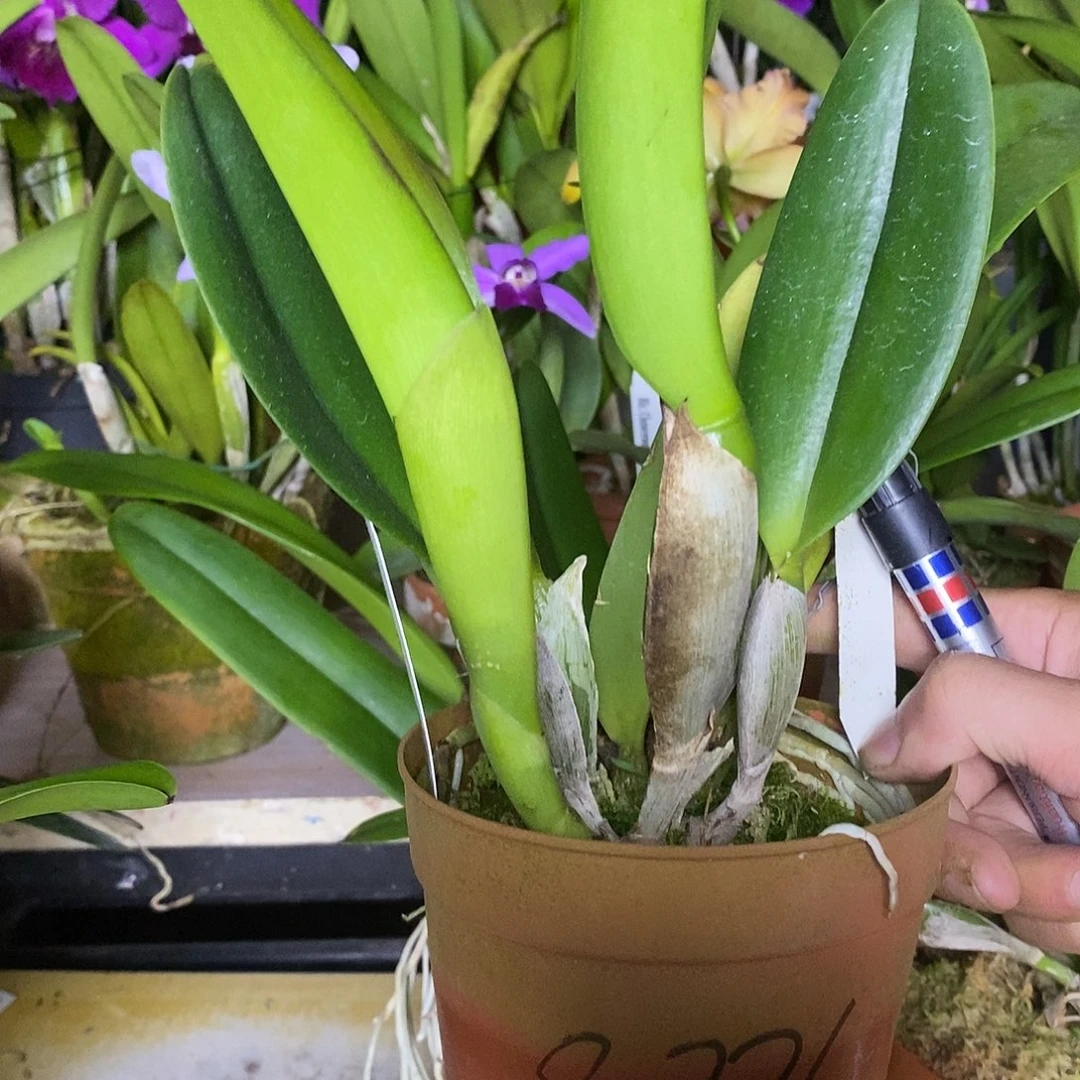 当前无花栽培后可以开花枫*乔治国王