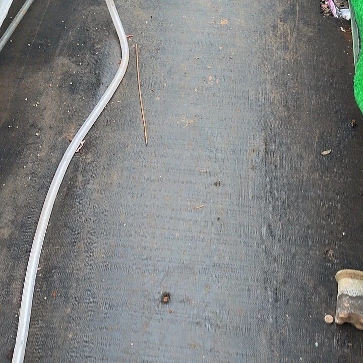 東***妤发货一颗仙女杯多肉