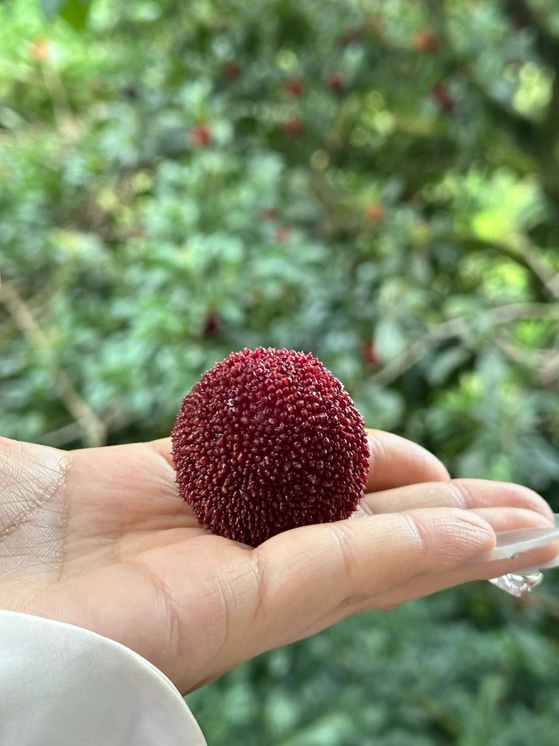 东魁杨梅新鲜当季鲜果顺丰包邮酸甜多汁仁岸杨梅