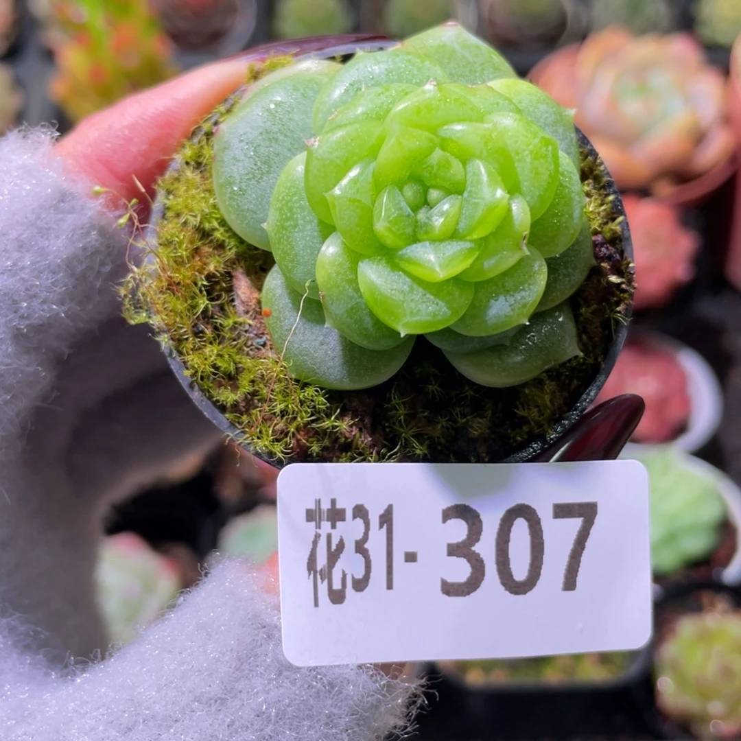 花利美31-307新品珍妮