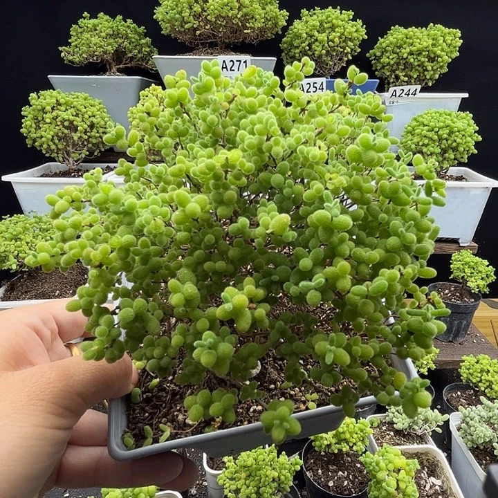 ****宝蜜桔糖球优选枝干番杏