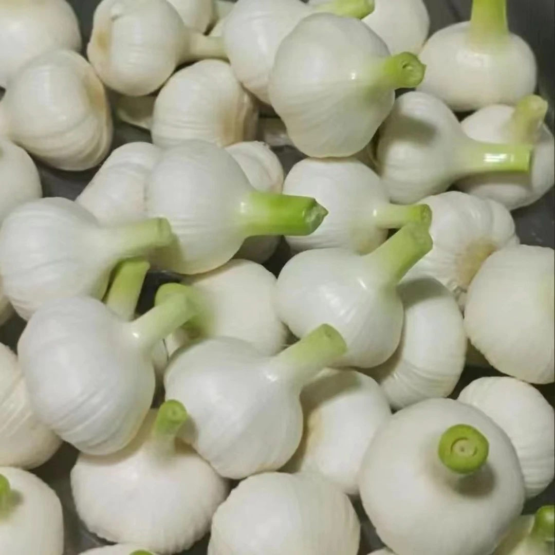 25年河南现挖新鲜扒皮大蒜可腌制糖蒜腊八蒜厨房调味蔬菜净重发货