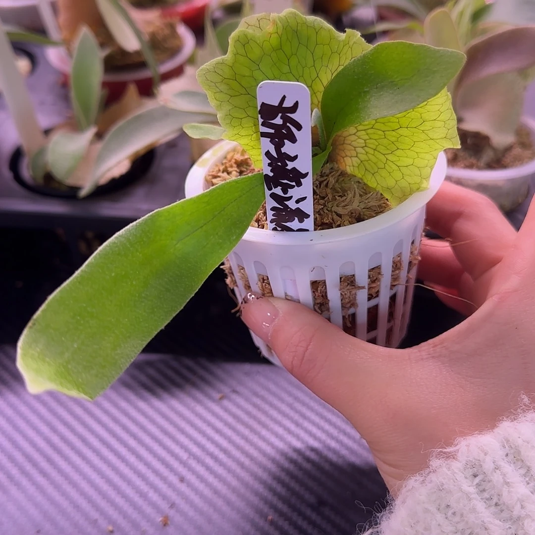 狮子座流星雨鹿角蕨