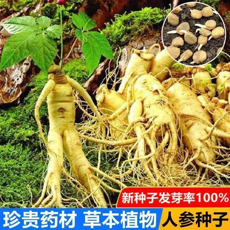 人参种籽长白山野山参种子中草药材种孑四季种植苗阳台庭院盆栽生