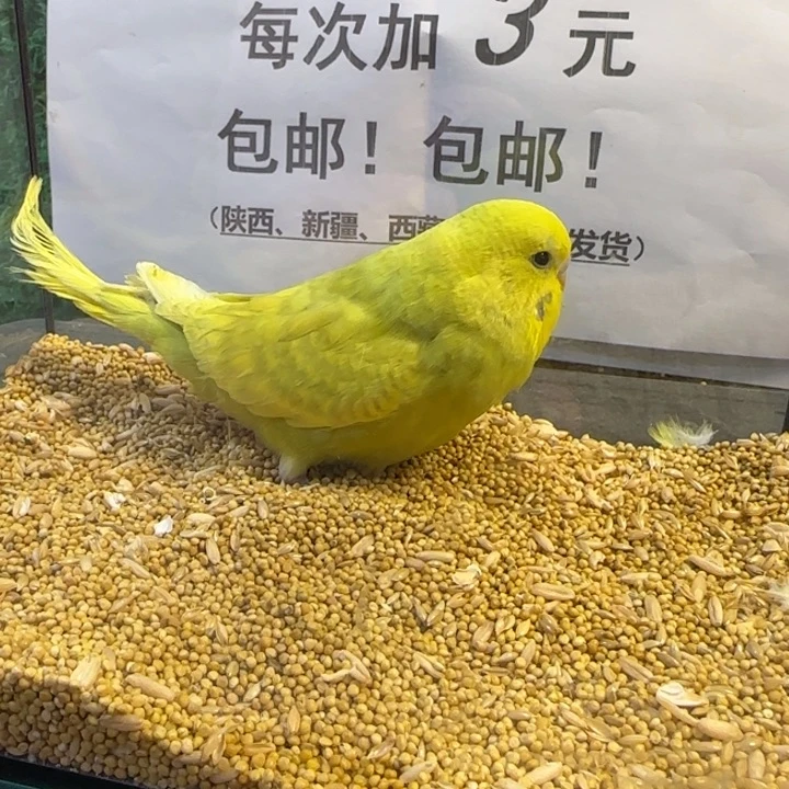 虎皮鹦鹉大头虎皮鹦鹉