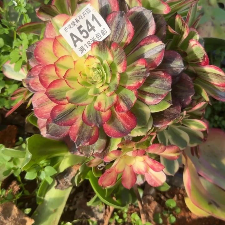 多肉 伯爵多肉法师植物