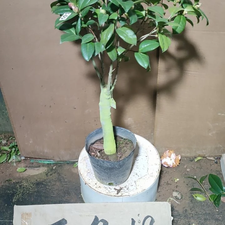 101乌马克 原盆原土发货，不包邮