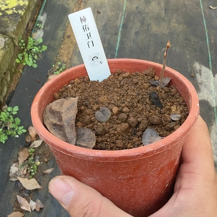 楼***哥老鸦柿柿佑卫门根培一棵