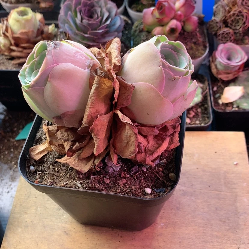 【闪购商品】老桩双头169