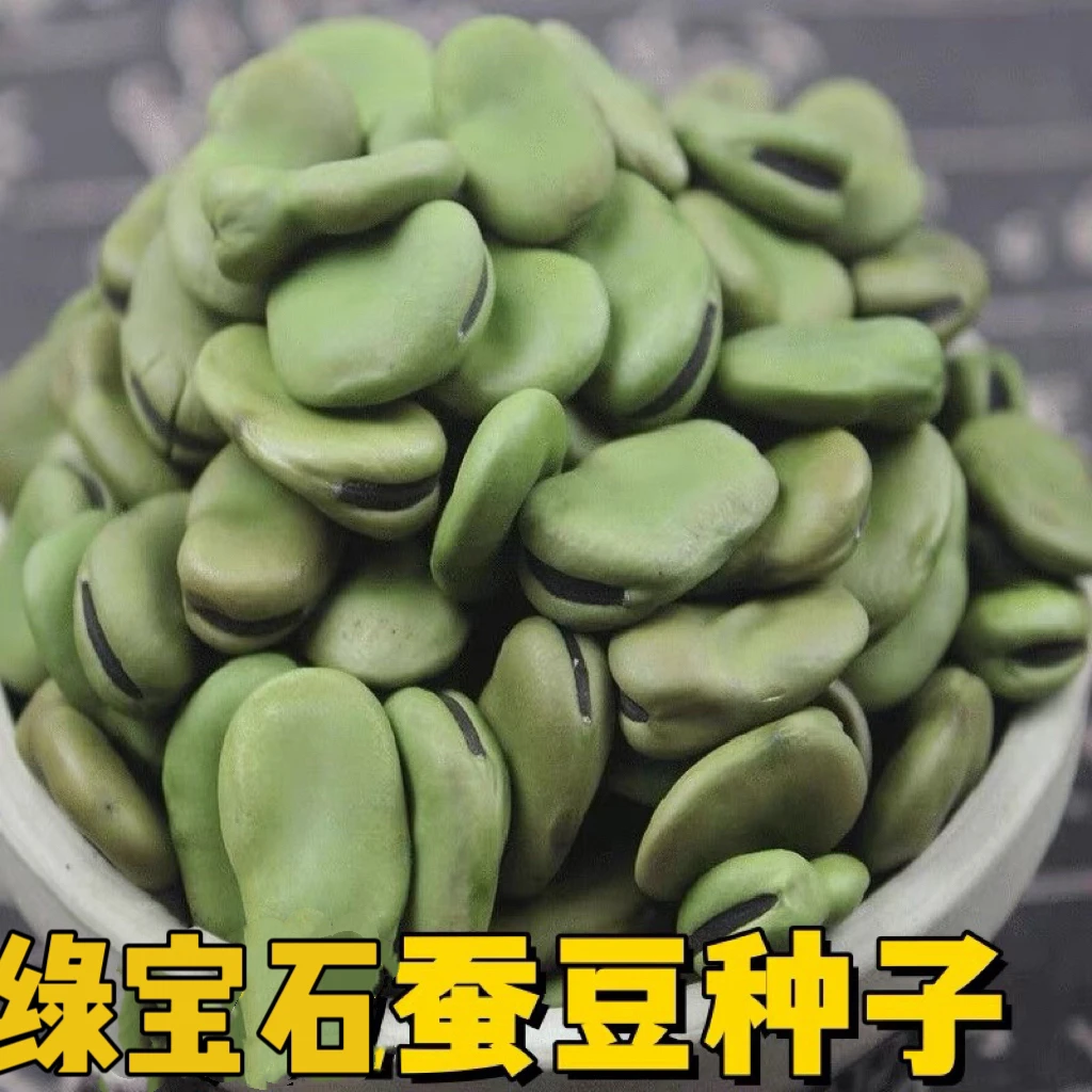 蚕豆种子 原厂包装青皮蚕豆种子籽冬季农家大粒蚕豆蔬菜种子孑