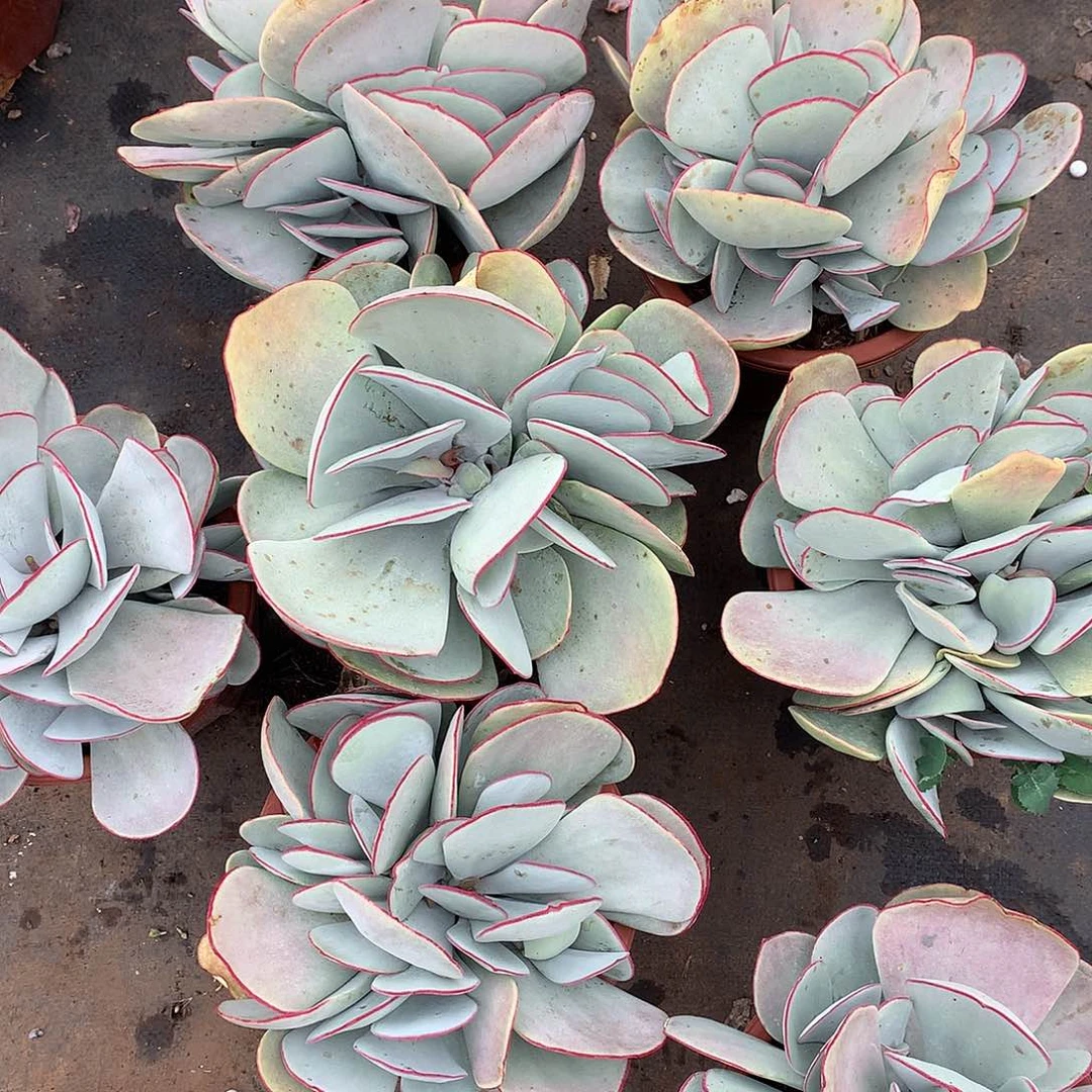 胖哥多肉推荐白眉28.8