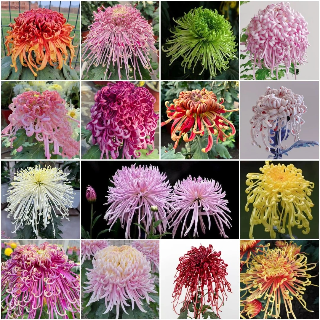 【稀有品种线菊混色10棵】丝菊大花菊套餐