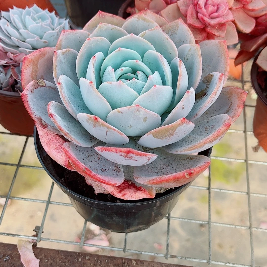 凤橙大单头精品特价