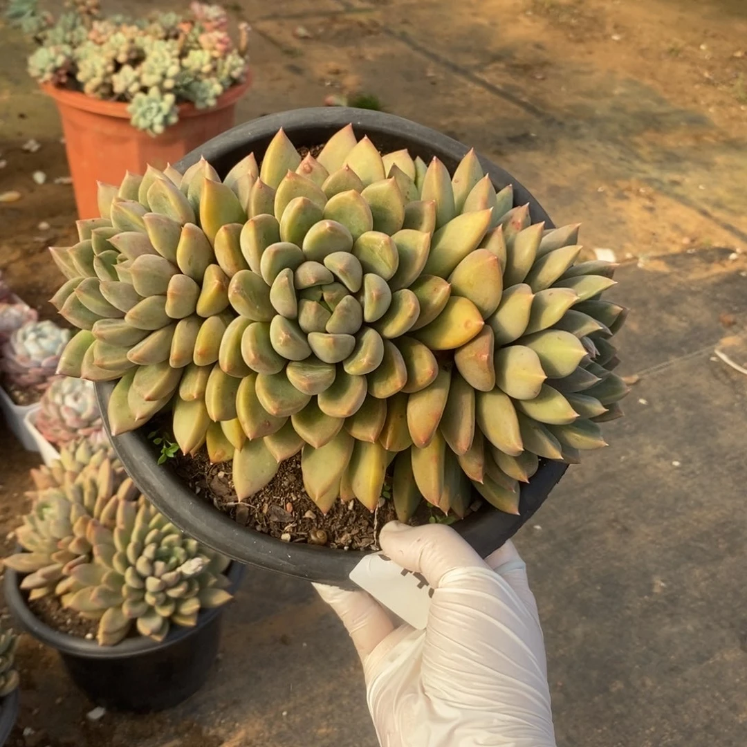 5449象牙老桩一物一拍