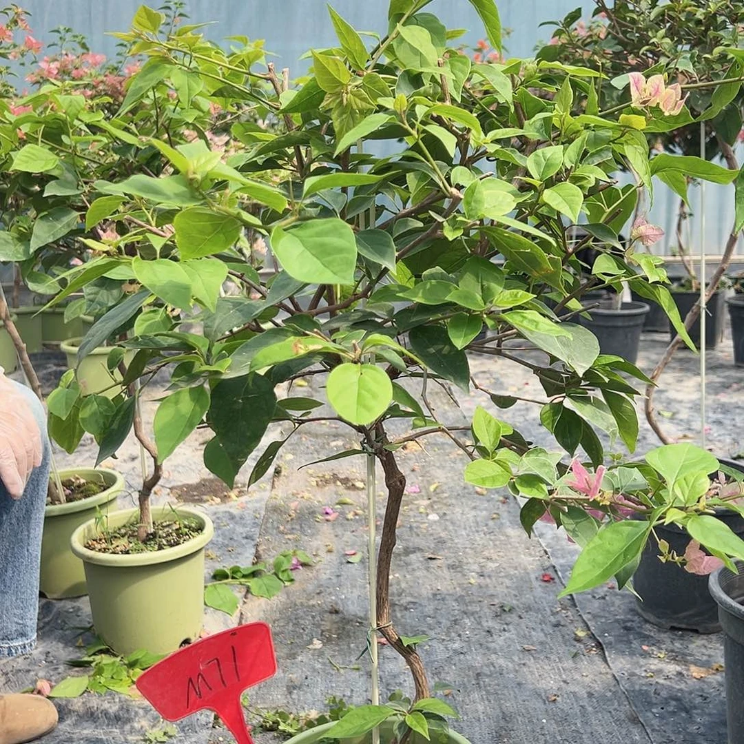 逆***行大部分花苞少量开放M71漳红樱